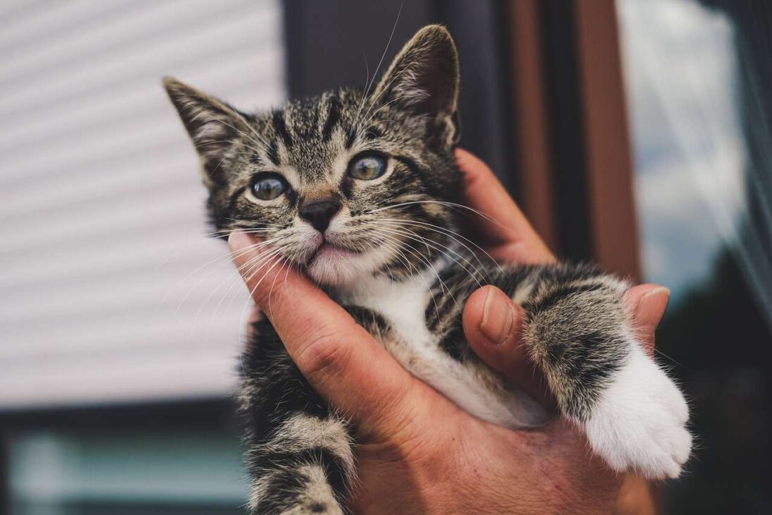 Kitten Training Made Easy: Tips for New Pet Owners