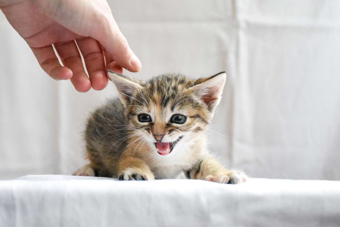 Kitten Training Made Easy: Tips for New Pet Owners