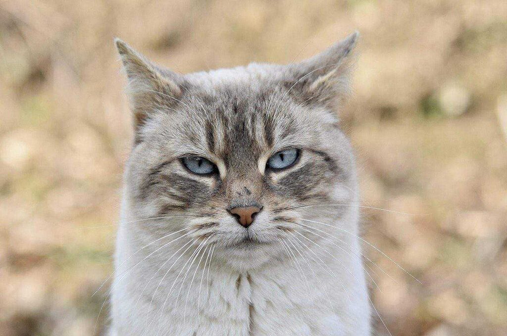 Flea and Tick Management: Defending Your Cat From Pests