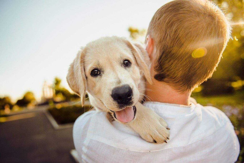 Emergency Veterinary Care: Critical Deworming Signs That Require Immediate Professional Treatment