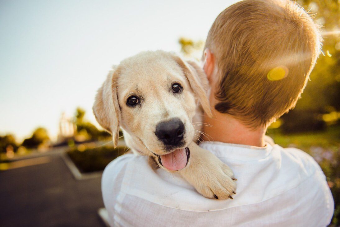 Unlocking Pets Mental Health: Expert Tips for Supporting Your Pet's Emotional Well-being