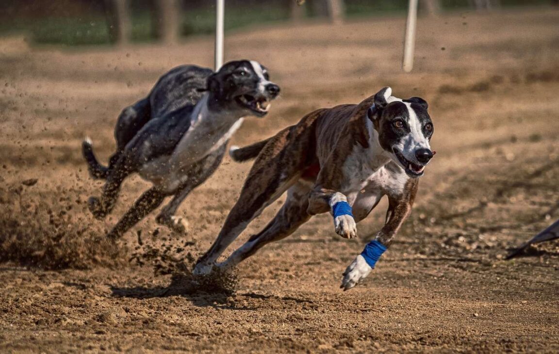 Full Speed Ahead: The Excitement of Dog Racing