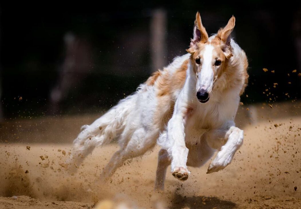 Full Speed Ahead: The Excitement of Dog Racing