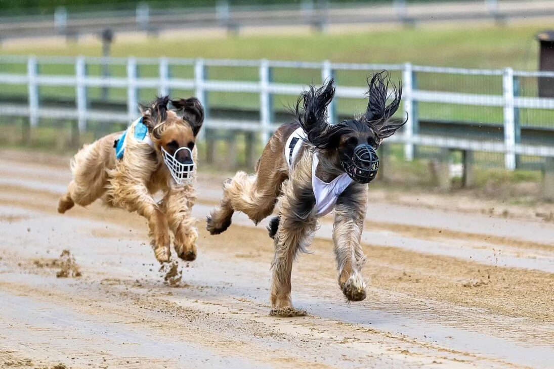 Full Speed Ahead: The Excitement of Dog Racing