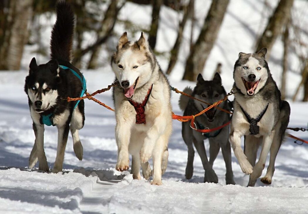 Full Speed Ahead: The Excitement of Dog Racing