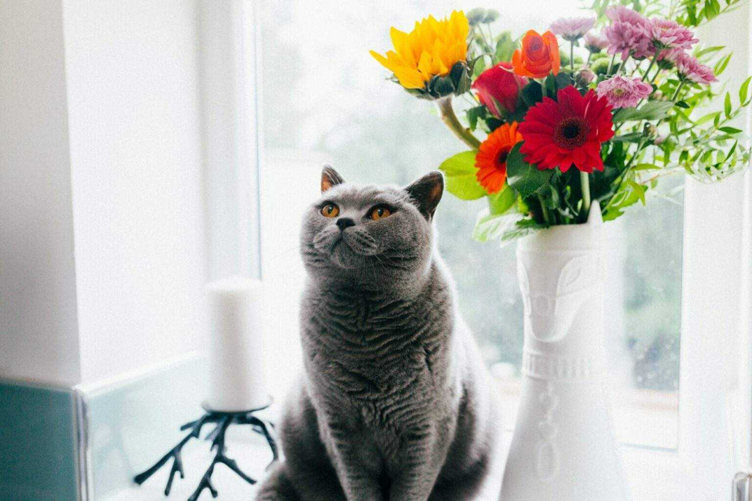 Cats 101: Unveiling the Astonishing Truth Behind Common Cat Misconceptions