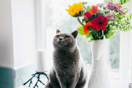 Cats 101: Unveiling the Astonishing Truth Behind Common Cat Misconceptions