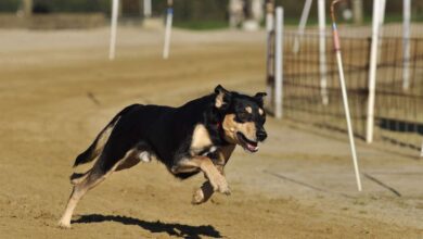 Full Speed Ahead: The Excitement of Dog Racing