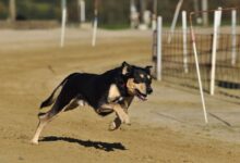 Full Speed Ahead: The Excitement of Dog Racing