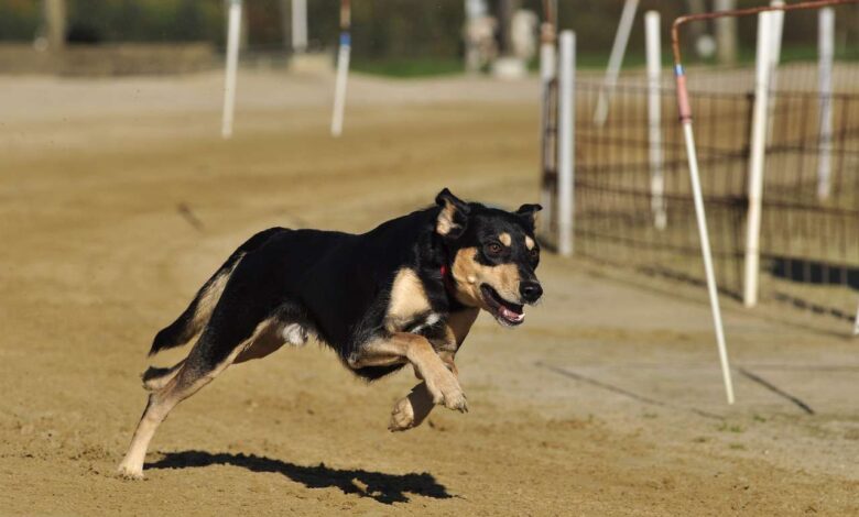 Full Speed Ahead: The Excitement of Dog Racing