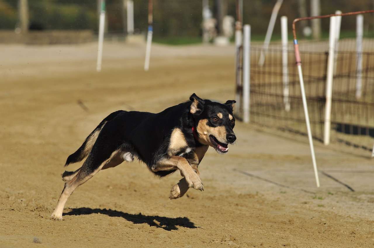 Full Speed Ahead: The Excitement of Dog Racing