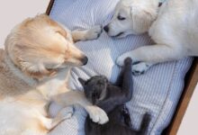 Happy Together: A Guide to Successful Cat and Dog Integration
