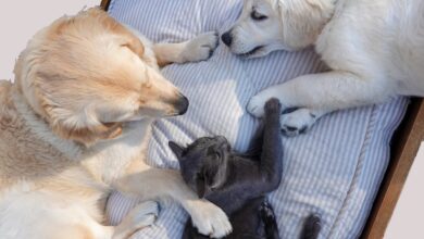 Happy Together: A Guide to Successful Cat and Dog Integration