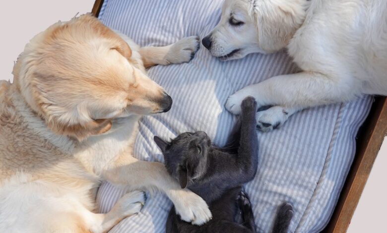 Happy Together: A Guide to Successful Cat and Dog Integration