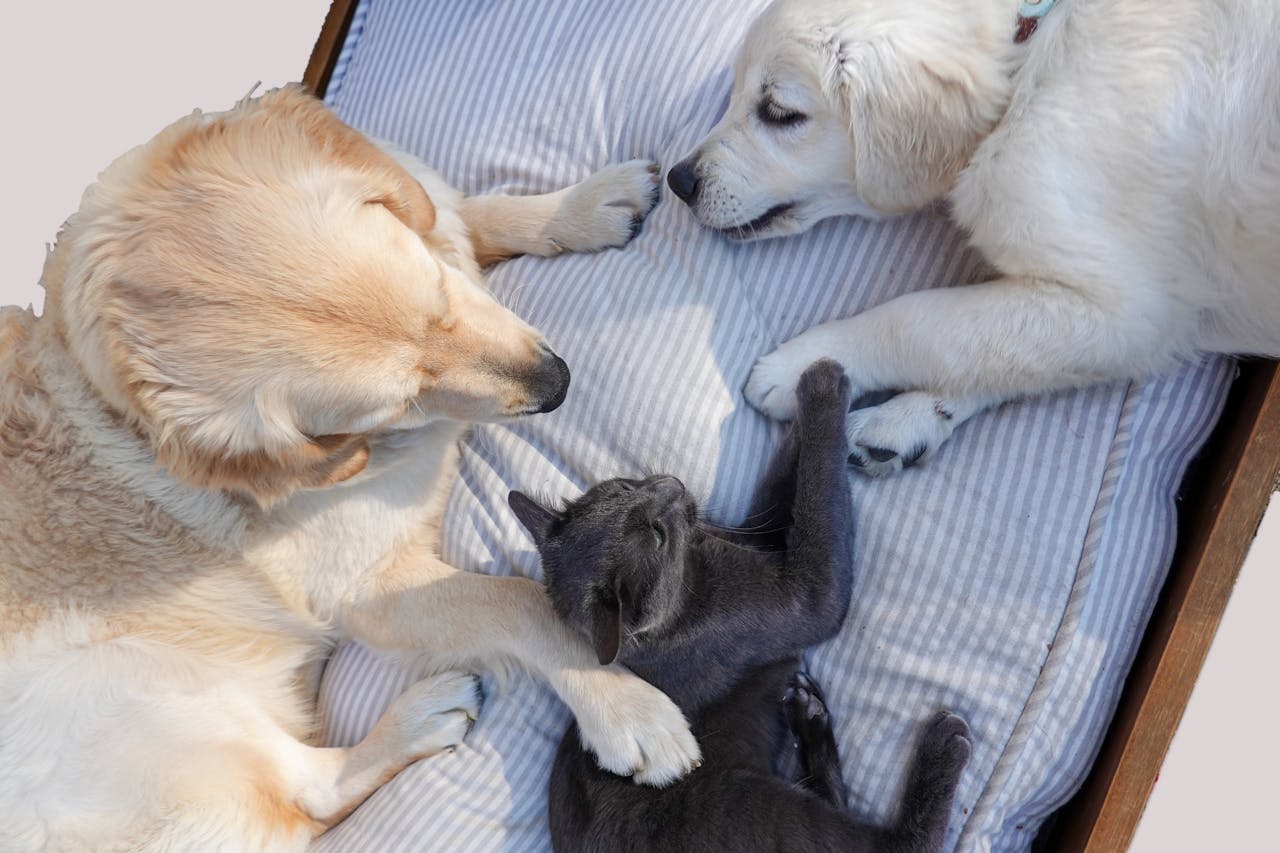 Happy Together: A Guide to Successful Cat and Dog Integration