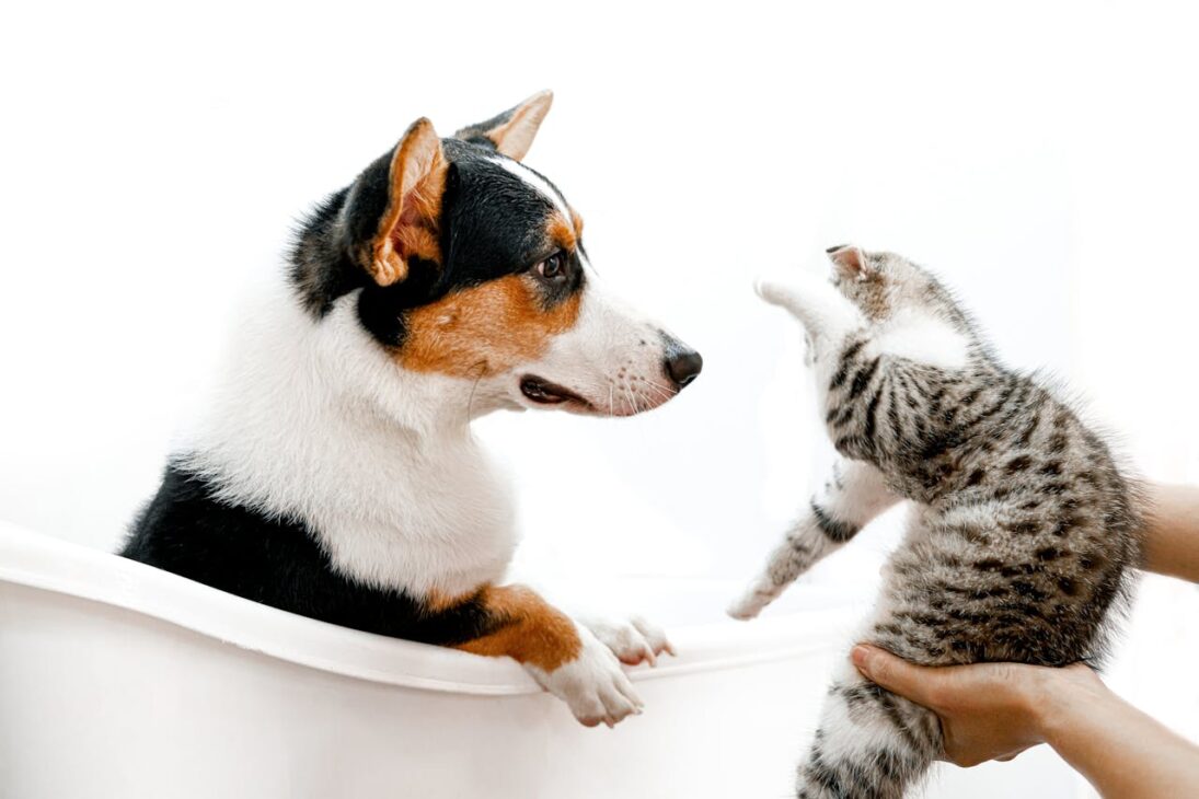 Happy Together: A Guide to Successful Cat and Dog Integration