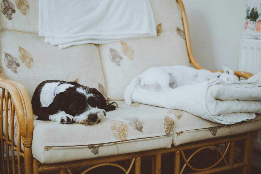 Unlocking Pets Mental Health: Expert Tips for Supporting Your Pet's Emotional Well-being