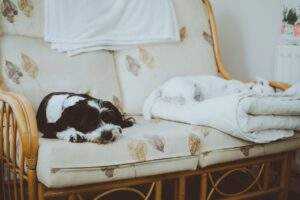 Unlocking Pets Mental Health: Expert Tips for Supporting Your Pet's Emotional Well-being