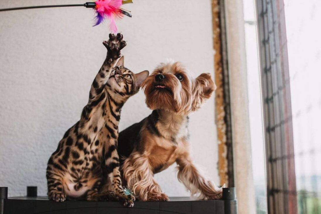 Cats vs Dogs: Which Pet is the Perfect Match for You?