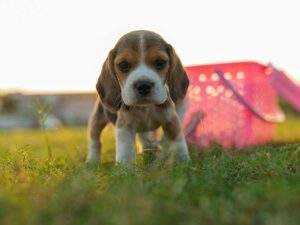 Puppy Training 101: A Comprehensive Guide