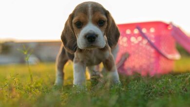 Puppy Training 101: A Comprehensive Guide