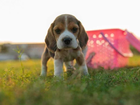 Puppy Training 101: A Comprehensive Guide Puppy Training 101: A Comprehensive Guide