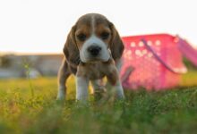 Puppy Training 101: A Comprehensive Guide