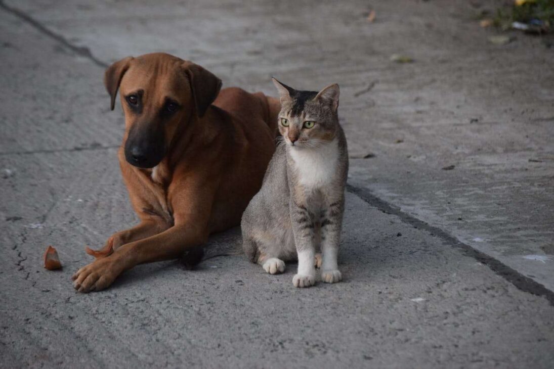 Cats vs Dogs: Which Pet is the Perfect Match for You?