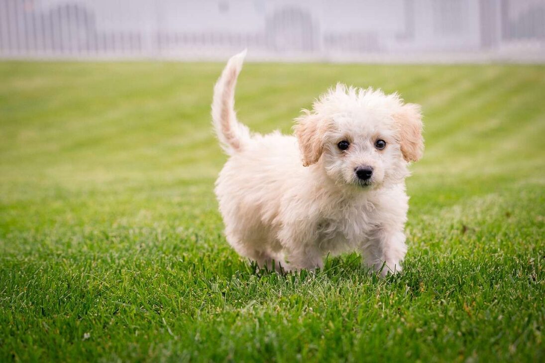 Puppy Training 101: A Comprehensive Guide