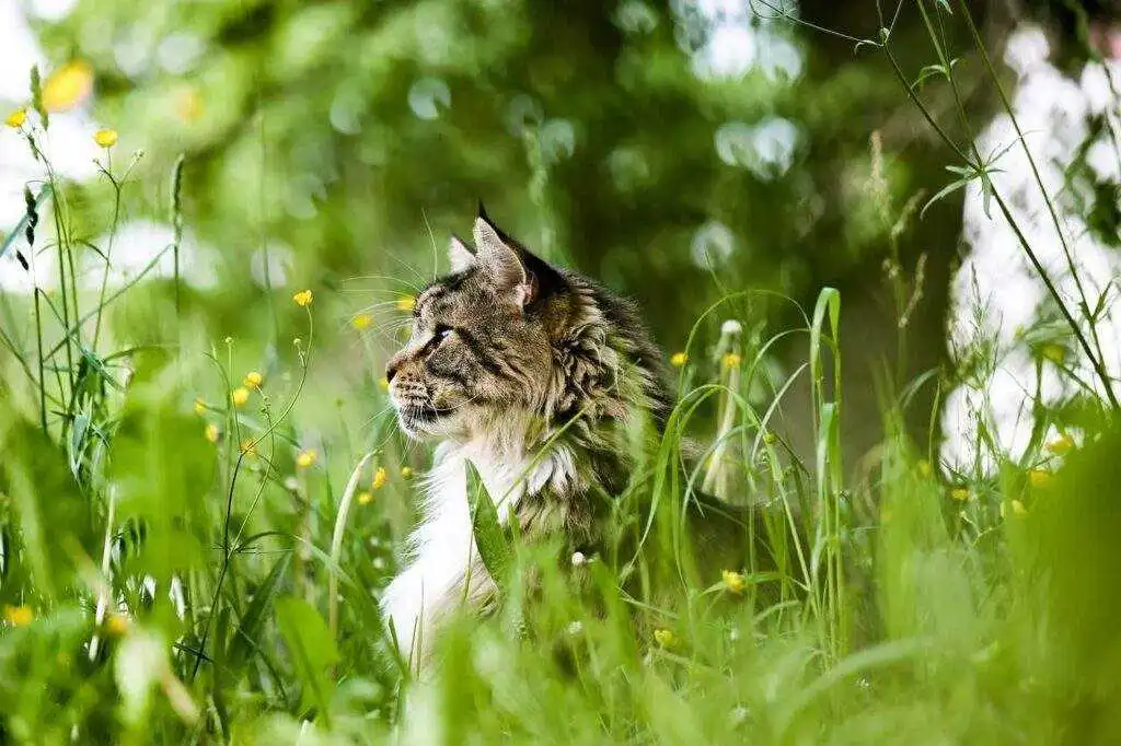 Green Living, Happy Pets: Sustainable Choices for Your Furry Friend Green Living, Happy Pets: Sustainable Choices for Your Furry Friend