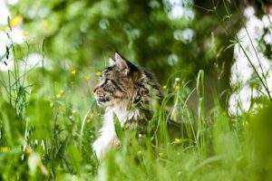 Green Living, Happy Pets: Sustainable Choices for Your Furry Friend