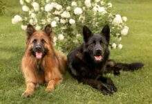 German Shepherds