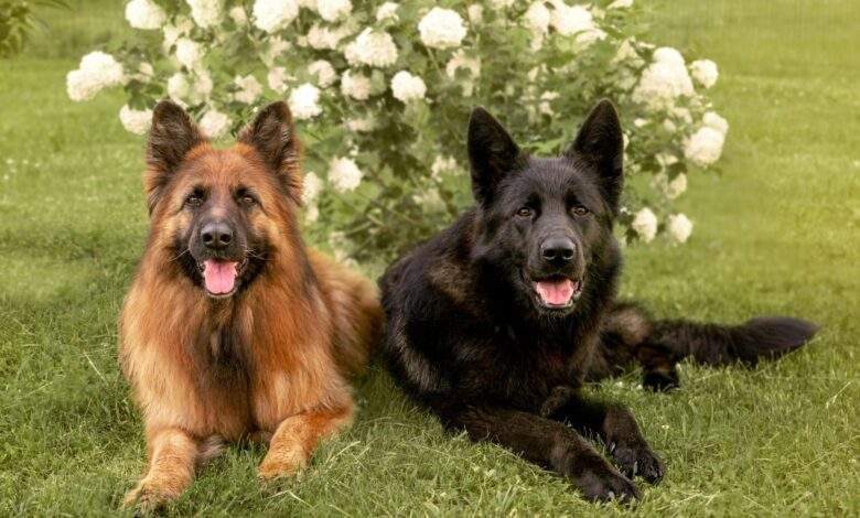 German Shepherds