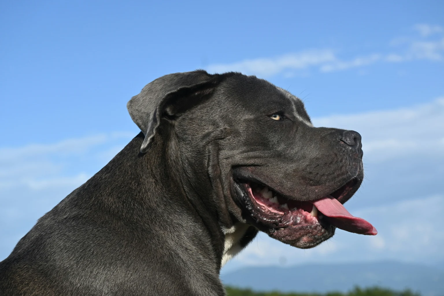 Cane Corso 101: A Comprehensive Breed Guide Cane Corso 101 A Comprehensive Breed Guide