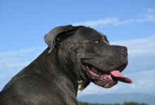 Cane Corso 101 A Comprehensive Breed Guide