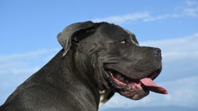 Cane Corso 101 A Comprehensive Breed Guide