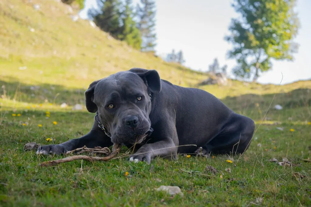 a large black Cane Corso dog standing proudly in a grassy yard