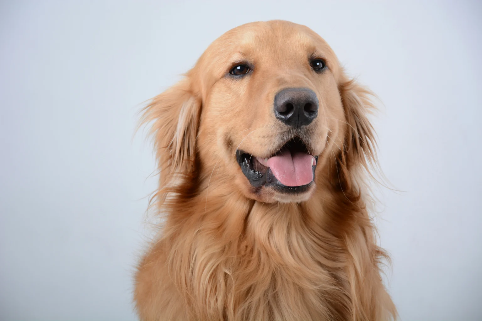 Golden Retriever 101: Your Complete Guide Golden Retriever