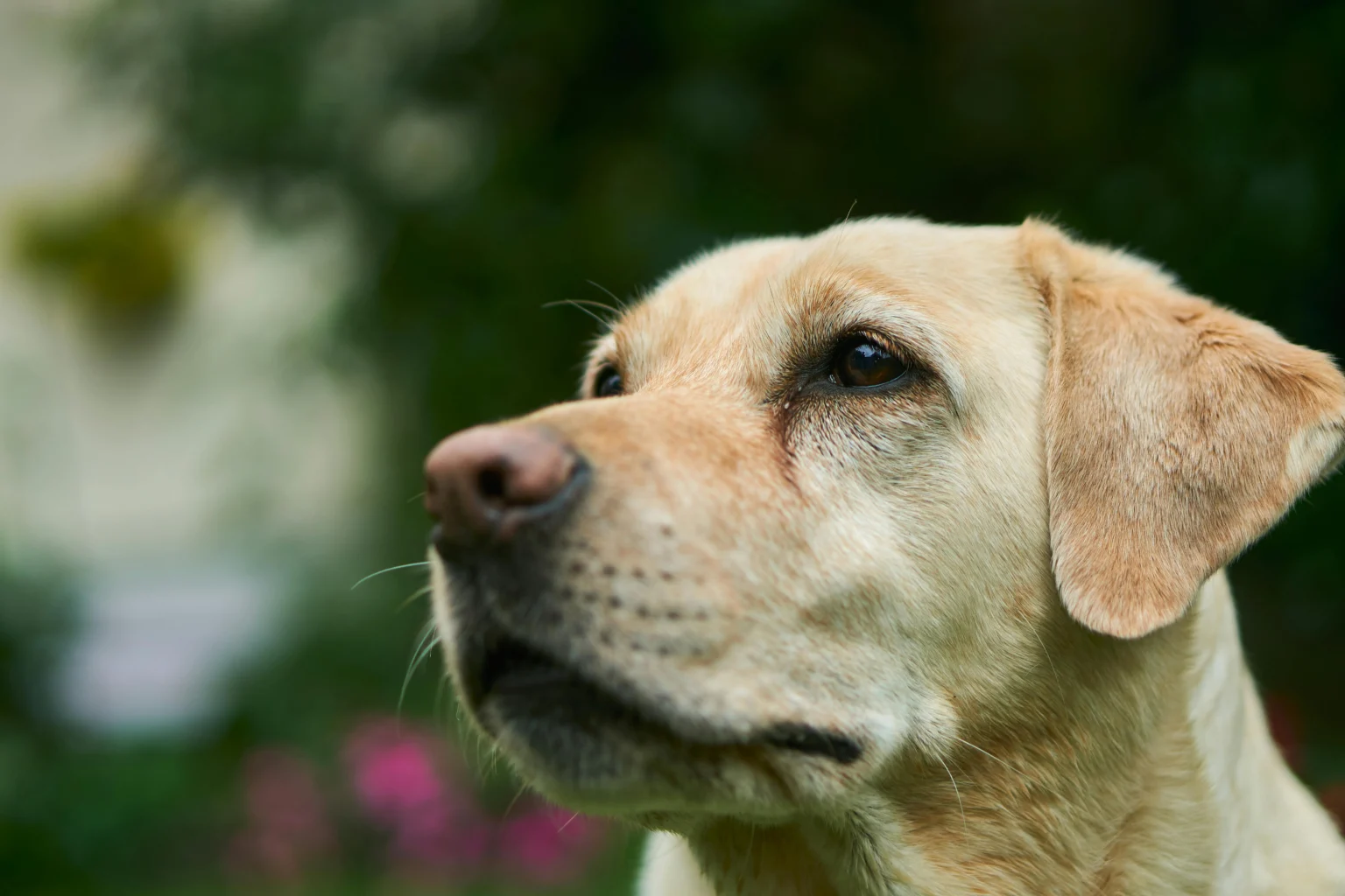 Labrador Retriever Grooming: Tips and Tricks for a Happy and Healthy Coat Labrador Retriever Grooming