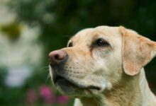 Labrador Retriever Grooming