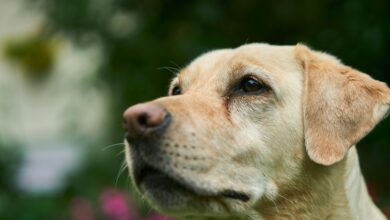 Labrador Retriever Grooming