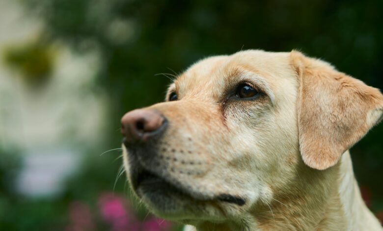 Labrador Retriever Grooming