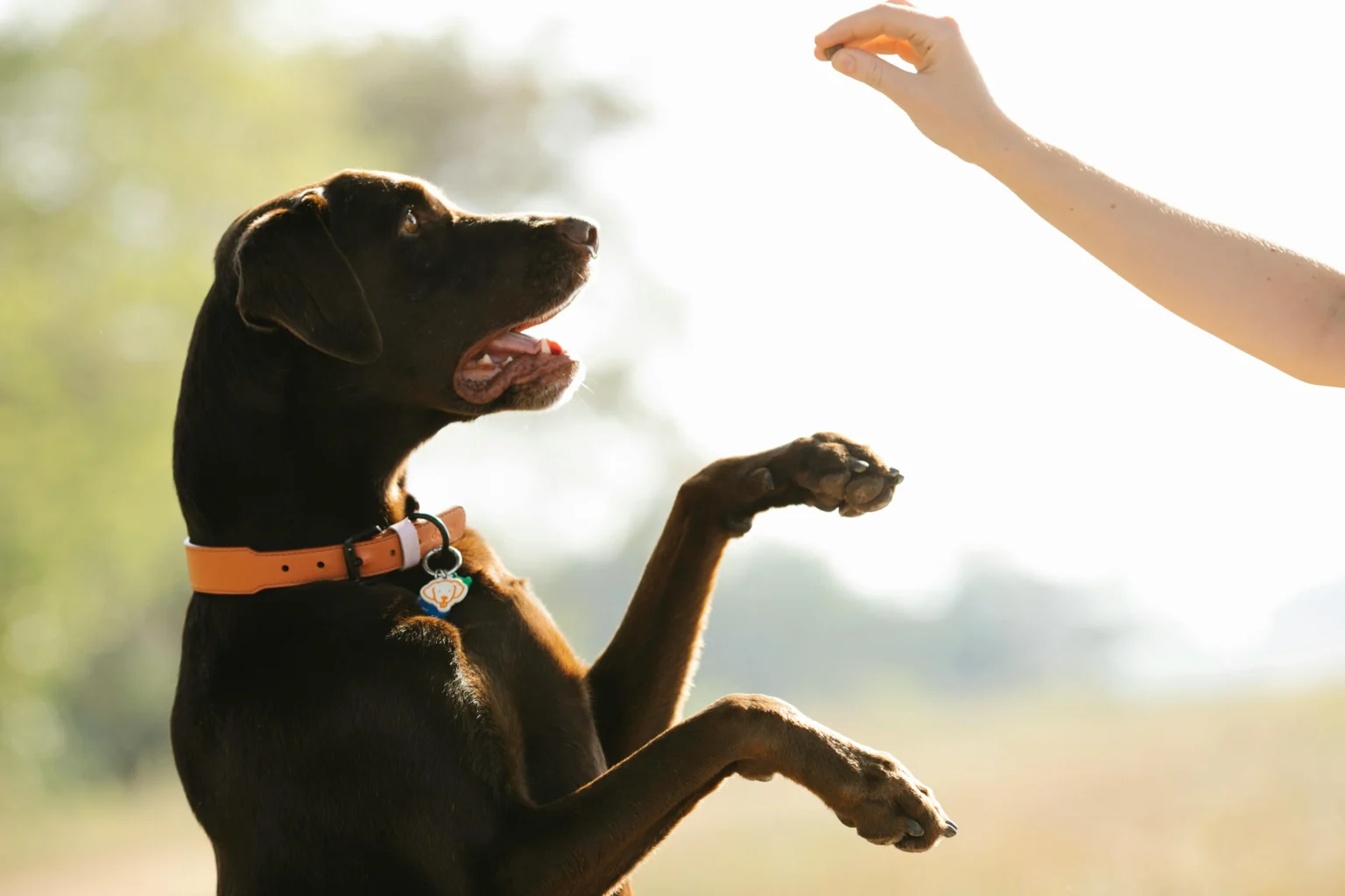 Supercharge Your Puppy Training: 7 Proven Tips for Rapid Results Puppy Training