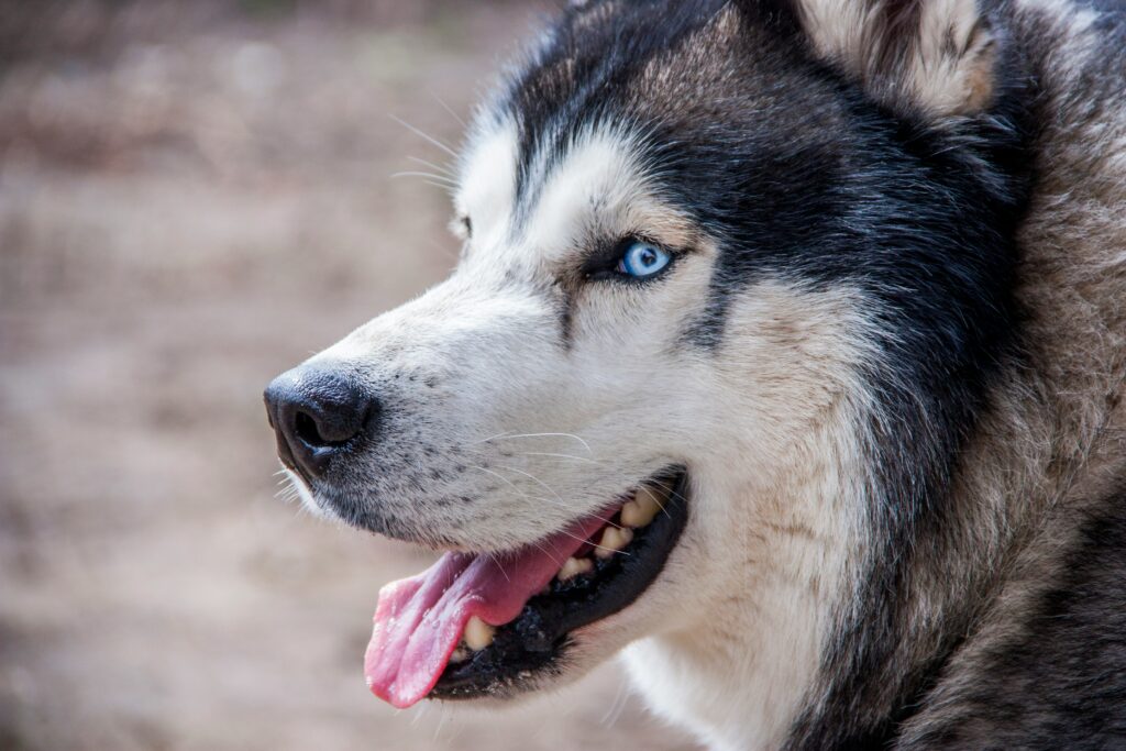 Siberian Husky