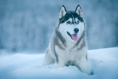 Dreaming of a Siberian Husky? 7 Causes Why They Would possibly Be the Excellent Pet Siberian Husky