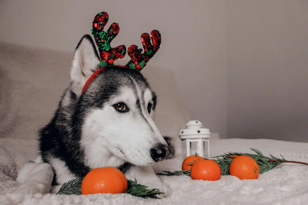 Siberian Husky