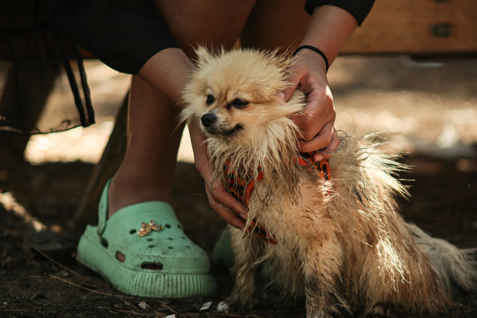 Struggling with a Muddy Dog? 7 Quick Tips muddy dog