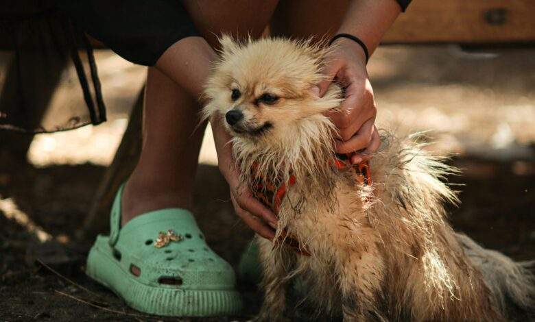 muddy dog