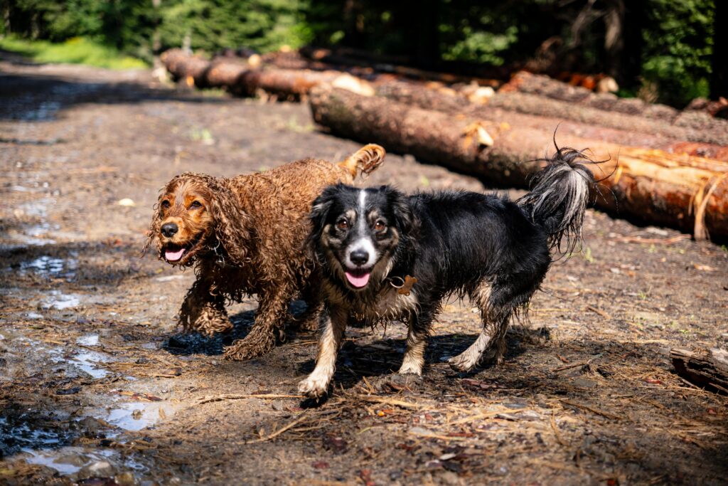 muddy dog