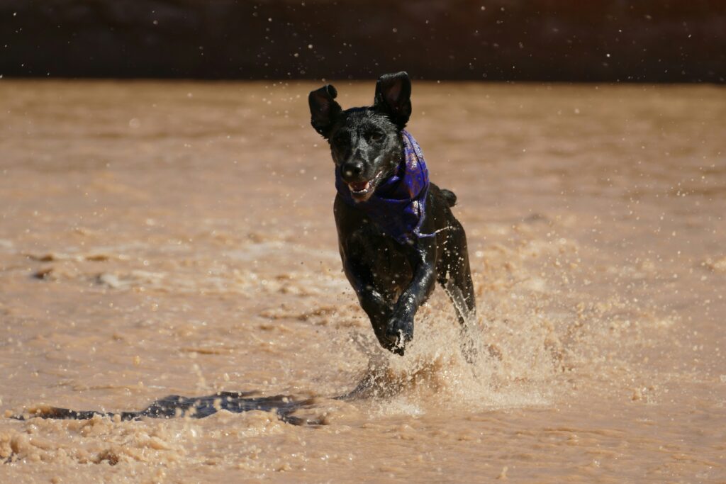 muddy dog